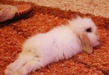 趴着睡也很舒服