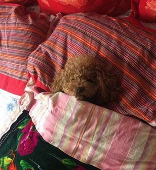 别打扰本汪,本汪要就寝了