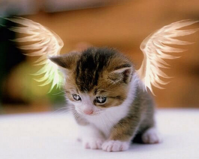 我有一双隐形的翅膀