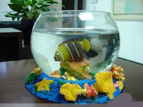 新鱼缸怎样养鱼 要先给新鱼缸消毒杀菌