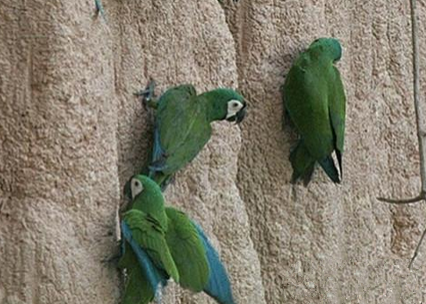 栗额金刚鹦鹉怎么训练 刚开始选简单短句