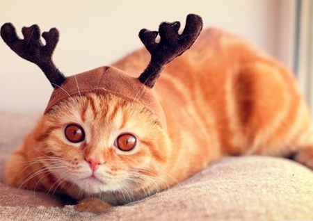 喵星人什么时候头上长犄角了