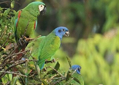 栗额金刚鹦鹉怎么养 能很快地适应环境