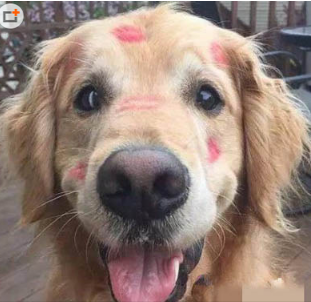 请不要再说什么单身狗了，狗可没那么悲催