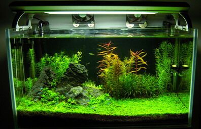 鱼缸养鱼死亡原因 注意鱼缸的清洁与消毒