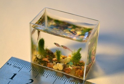 迷你鱼缸怎么养鱼 水质的清澈是前提