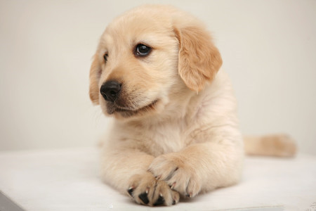 小狗皮肤病怎么治疗 抹药后带上伊丽莎白圈