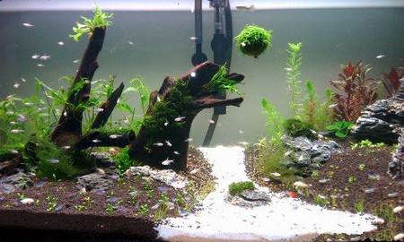 怎么样用鱼缸养鱼 做好预防疾病准备