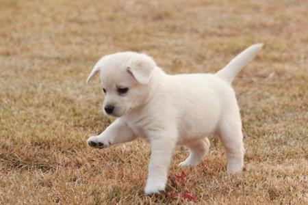 怎么样训练小狗 一周一个动作重复进行训练