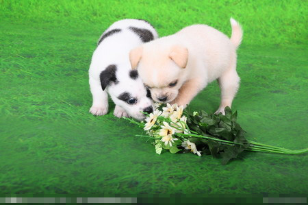 狗有什么病 狗狗易得的8种疾病解析