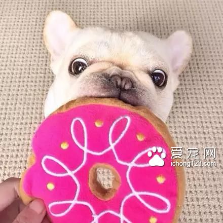 一只超萌的斗牛犬，看完保证让你开心一天！