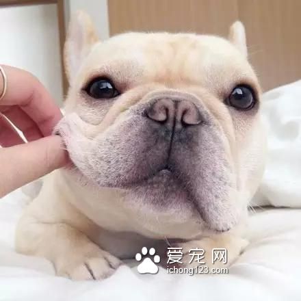 一只超萌的斗牛犬，看完保证让你开心一天！