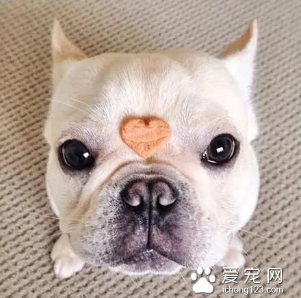 一只超萌的斗牛犬，看完保证让你开心一天！