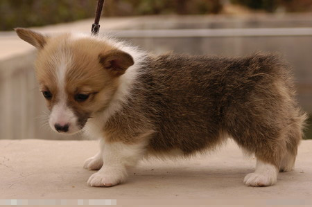 狗最严重的病 解析最常见的病毒性传染病