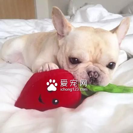 一只超萌的斗牛犬，看完保证让你开心一天！