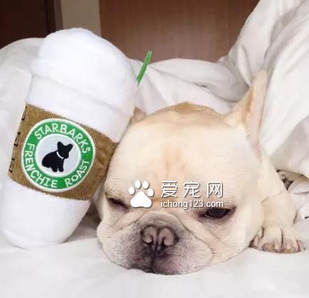 一只超萌的斗牛犬，看完保证让你开心一天！