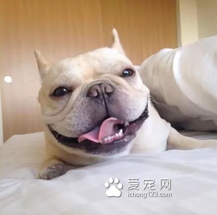 一只超萌的斗牛犬，看完保证让你开心一天！