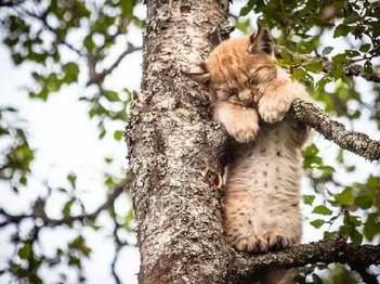在树上也能睡着真是服了你了