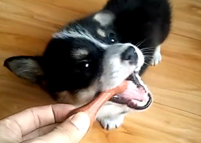 狗狗吃磨牙棒好吗 既能当零食又能磨牙