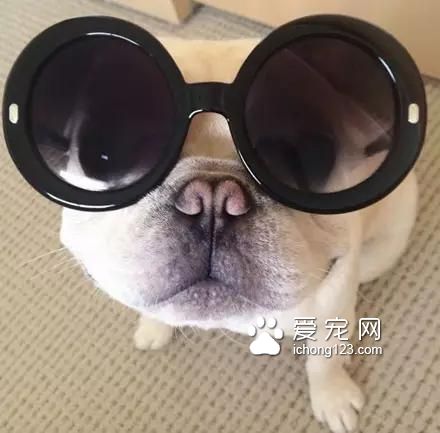 一只超萌的斗牛犬，看完保证让你开心一天！