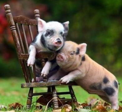 没看到我已经坐着了吗，还抢？