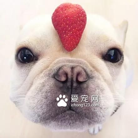 一只超萌的斗牛犬，看完保证让你开心一天！