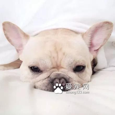 一只超萌的斗牛犬，看完保证让你开心一天！
