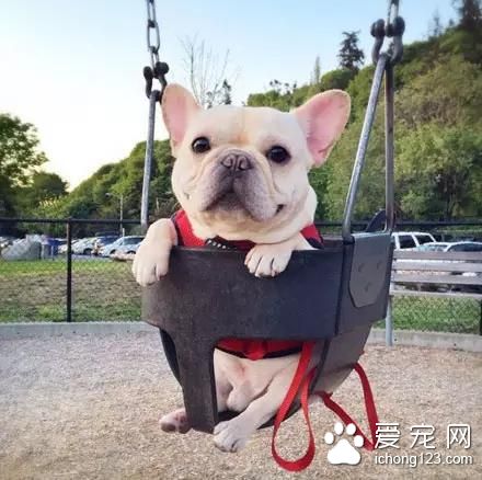 一只超萌的斗牛犬，看完保证让你开心一天！