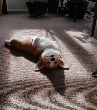 这样的睡姿也真是醉了！