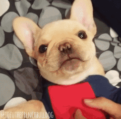 肉嘟嘟的小法斗！