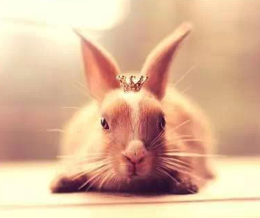 嗷嗷简直萌翻了！