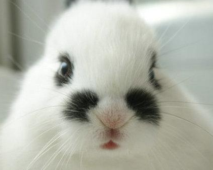 这胡子挺有个性的