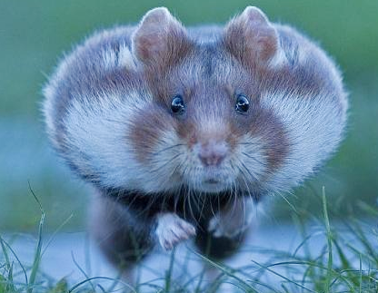 嘴巴里到底藏了多少东西