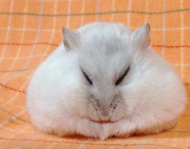 伪装成三角饭团的骚年