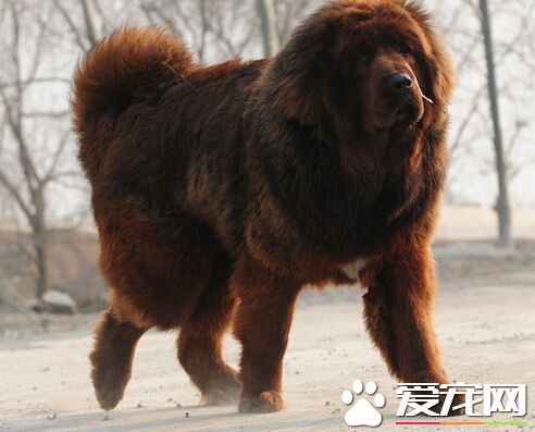 狗能吃辣的么 不可以给狗狗吃辣的东西