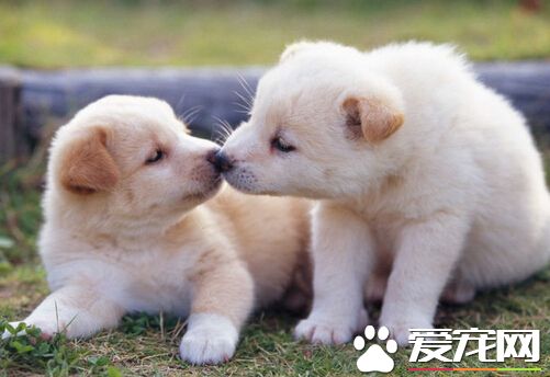 小孩被狗狗咬了怎么办 及时去医院治疗