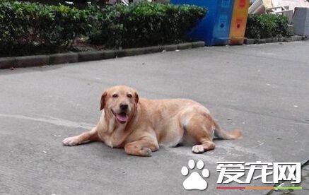 大狗为什么吃小狗 大狗吃小狗的真正原因