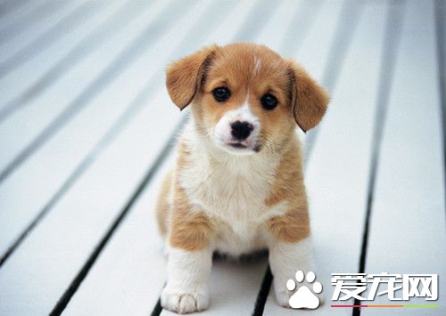 犬蠕形螨怎么治疗 多发于发情期及产后的雌犬