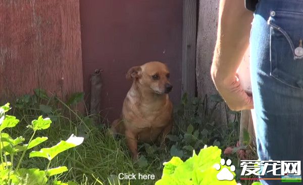 主人死了狗狗无家可归 守着荒废庭院不肯离去