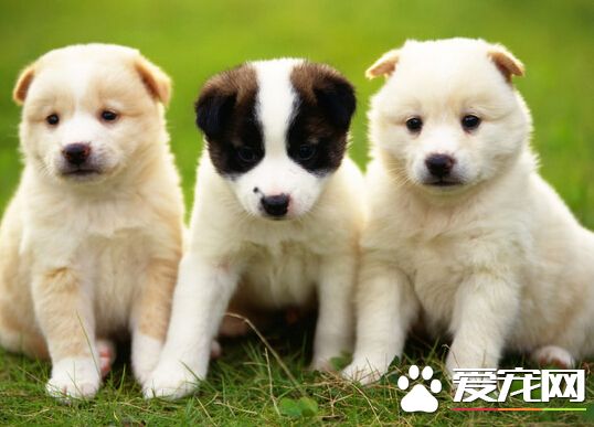 狗生小狗后吃什么好 别吃刺激性的食物