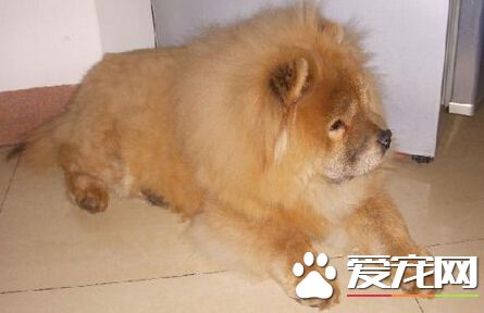 狗为什么要咬猫 主要原因是两者交流不畅