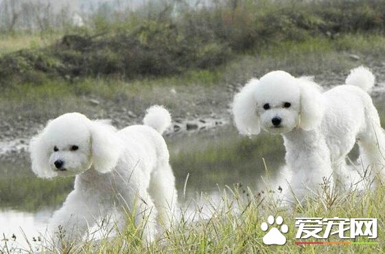 贵宾是什么狗 聪明而善解人意的犬种