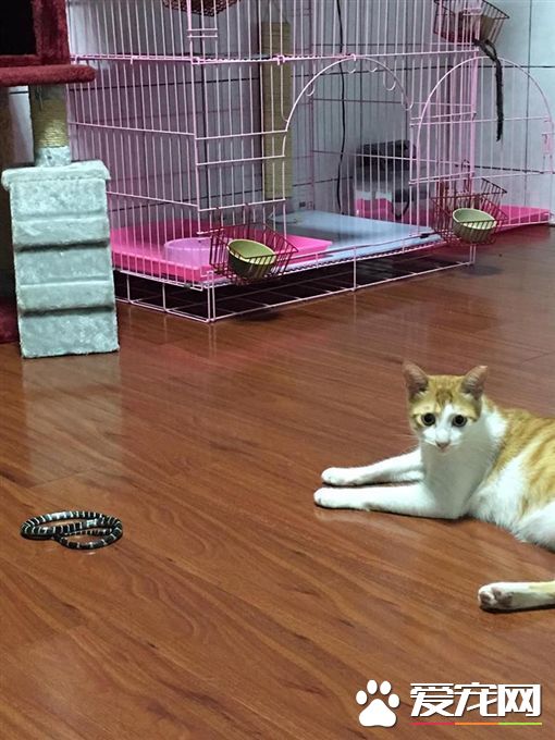 屋里出现雨伞节蛇 收养流浪猫报恩围攻蛇