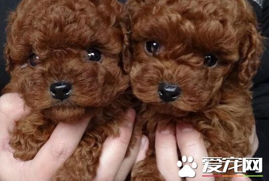 泰迪狗可以吃红薯吗 可以适当的吃一点