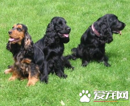 英卡是什么狗 是最古老的陆地猎犬之一