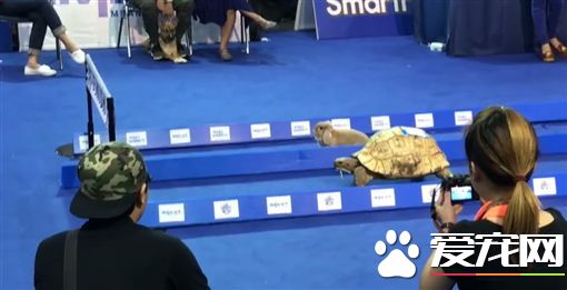 龟兔赛跑真实上演 兔子半路竟然原地发呆