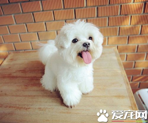 狗得肠胃炎怎么治 当呕吐剧烈时应及时补液