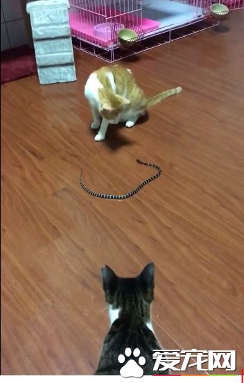 屋里出现雨伞节蛇 收养流浪猫报恩围攻蛇