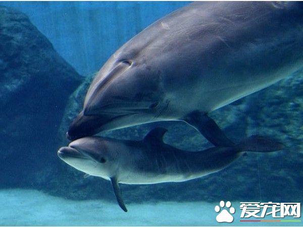 海豚母忍痛杀幼子 不愿它一辈子被囚禁取悦观众