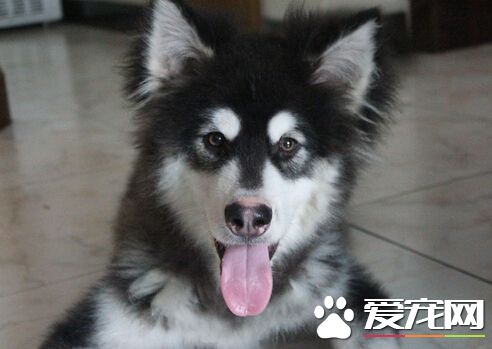 买什么狗比较好 买狗前的几个注意事项